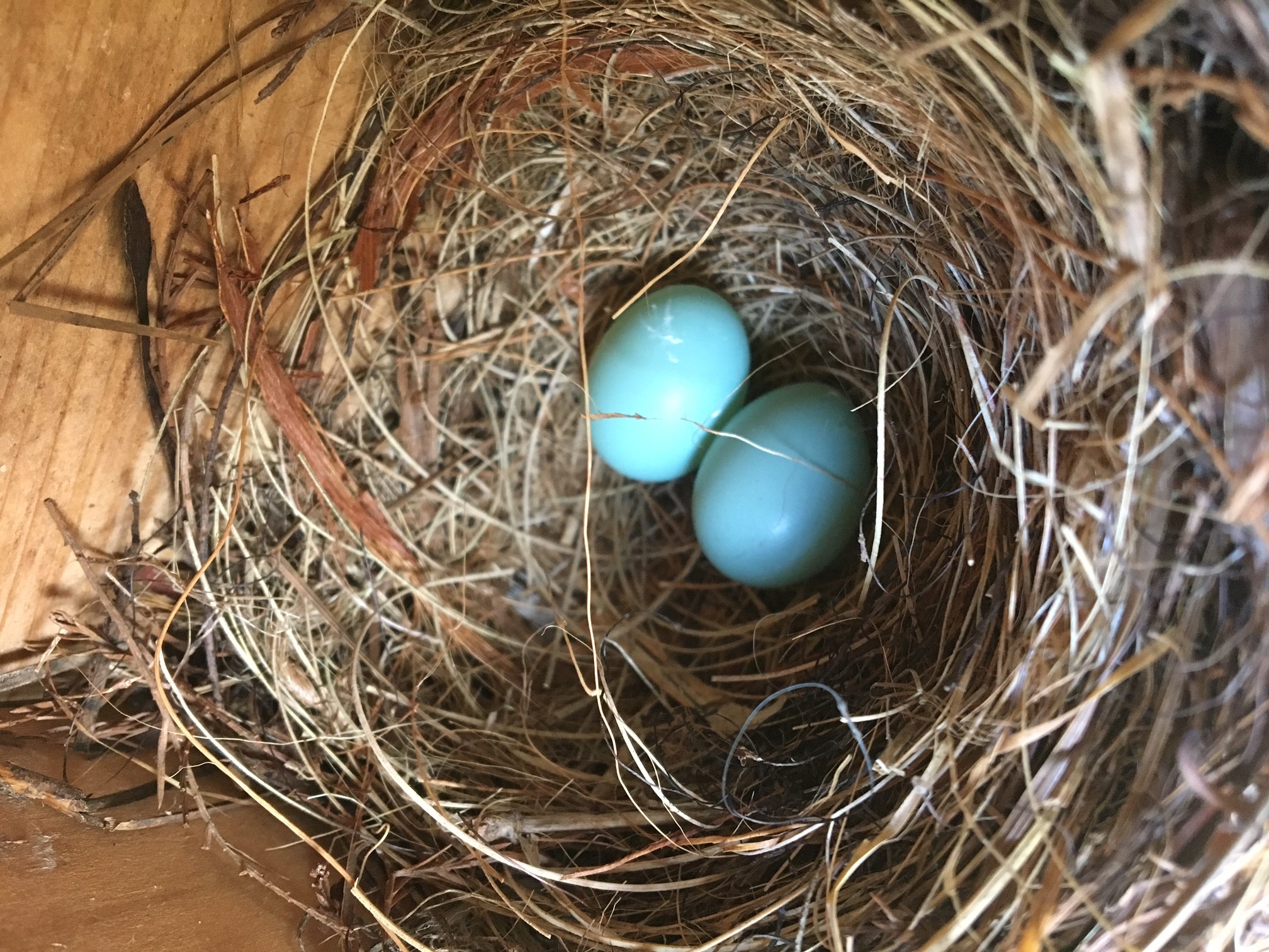 bluebird_eggs_in_nest_box_feb_24.jpg | Pascagoula River Audubon Center