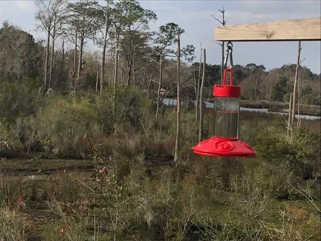 Hummingbird Migration Season on the Coast 