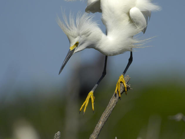 Checklist: Birds of the MS Coastal Counties