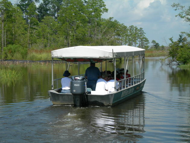 McCoys Swamp & River Tours NOT OPERATING AT THIS TIME