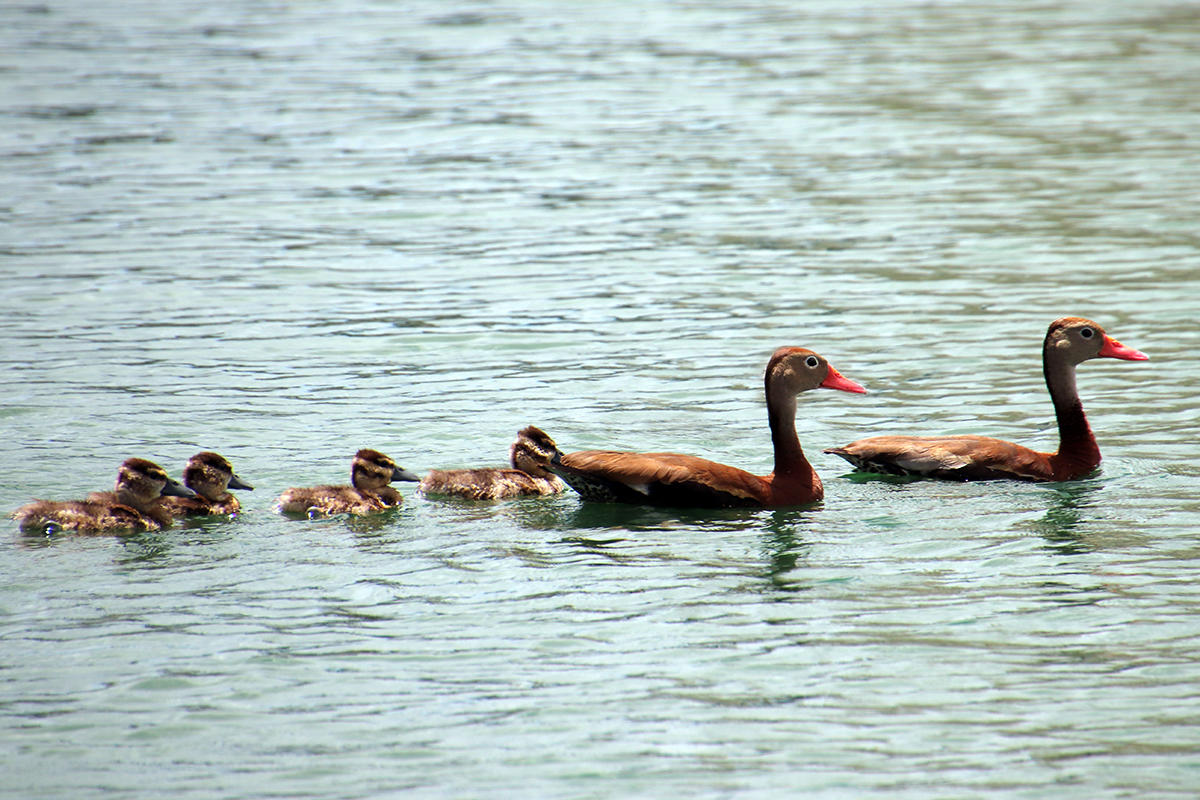 The family of ducks paddles along the pond.