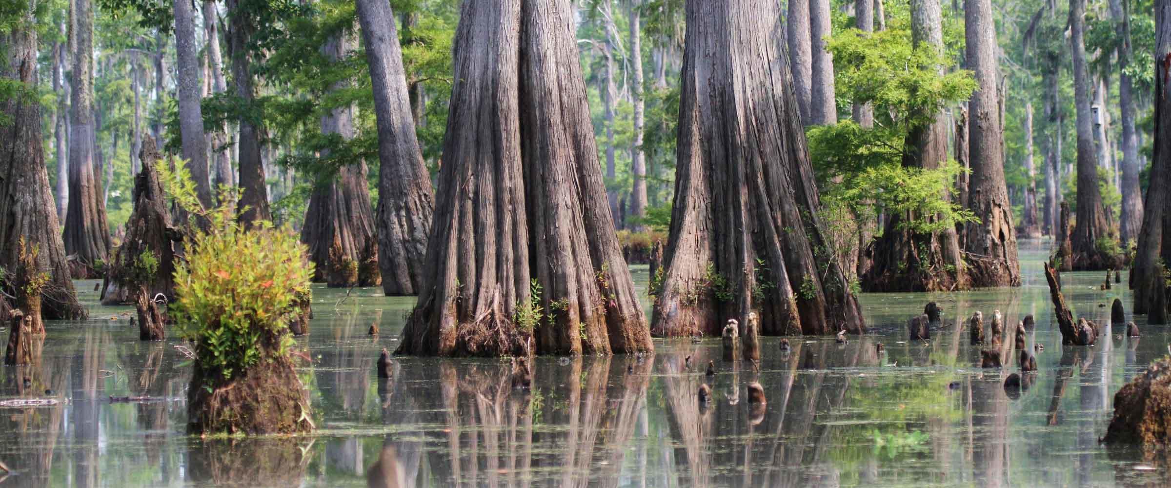 Important Bird Areas (IBA) | Pascagoula River Audubon Center