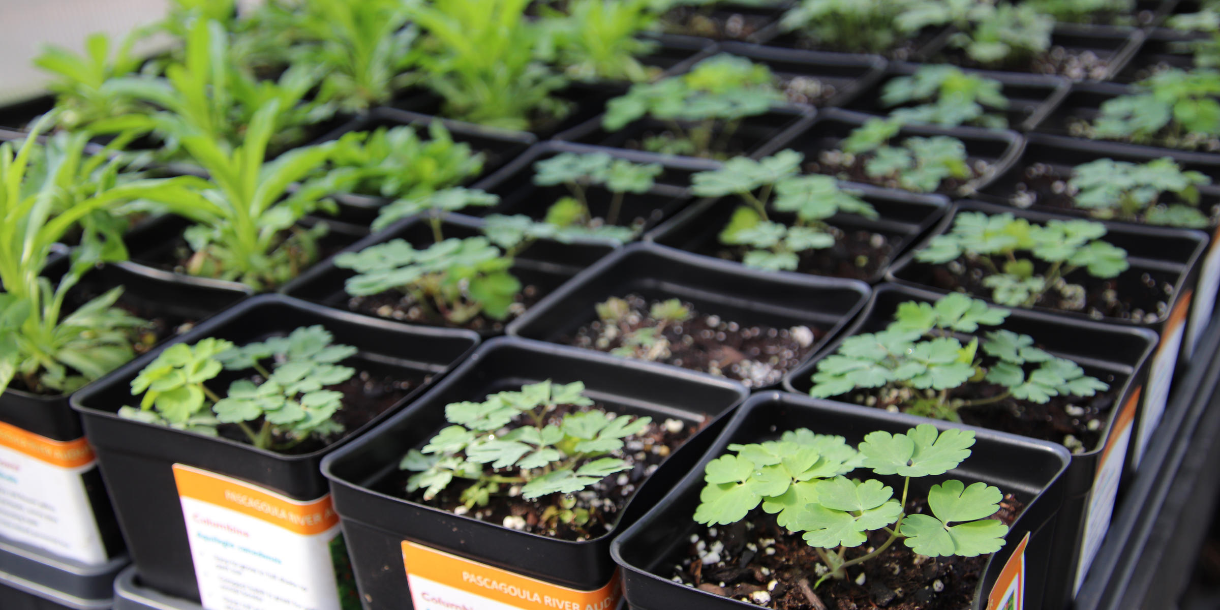 Native Plant Sale Pascagoula River Audubon Center