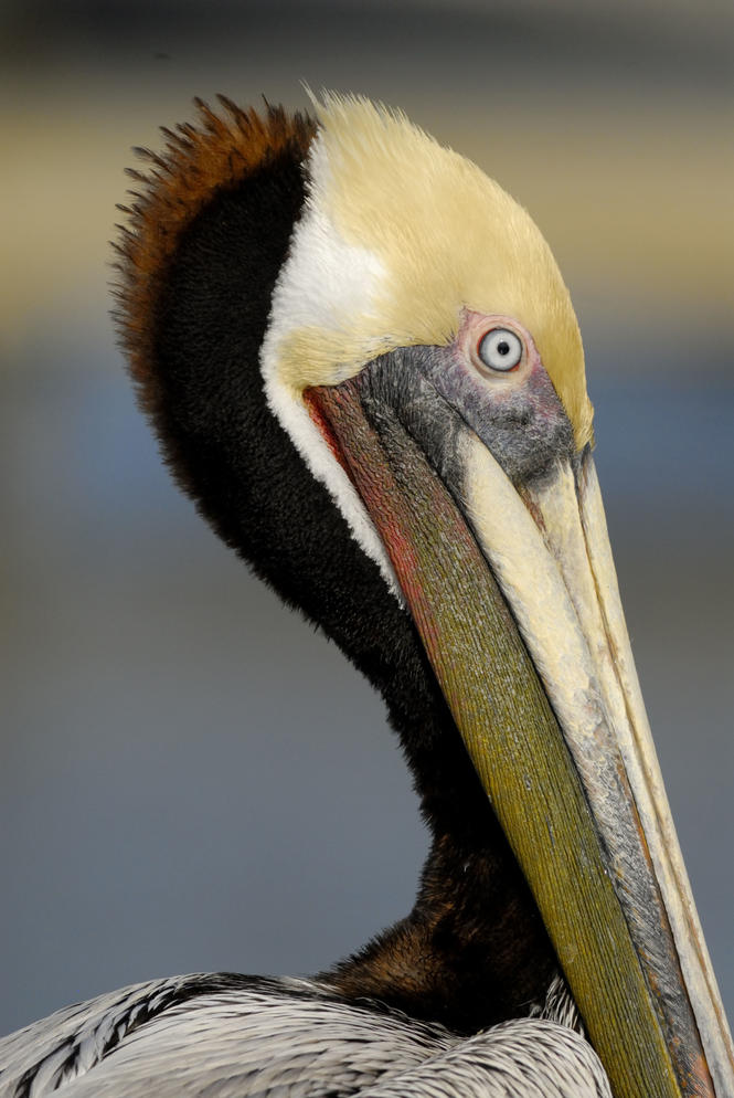 Annotated Checklist of the Birds of the Six Coastal Counties of ...